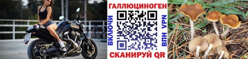 купить  сайты  Чёрмоз  Псилоцибиновые грибы Magic Shrooms 